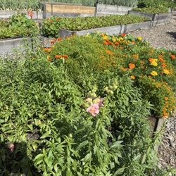 Nourish - Stone Bank garden outside of Nourish