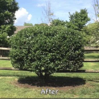 FKR landscaping - a tree in a fenced in area - Lawn Services Near Me FKR landscaping - a tree in a fenced in area - Lawn Services Near Me