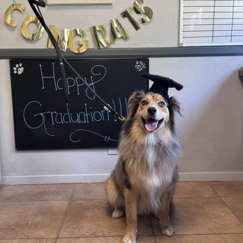 K9 Companions - Pet Training Near Me - Perris, California K9 Companions - Pet Training Near Me - Perris, California