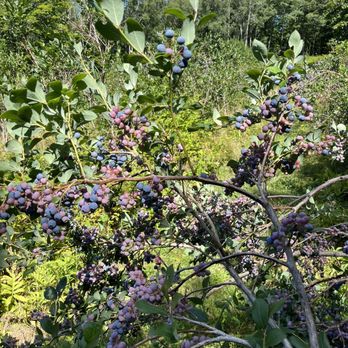 Sweet Season Farm - blueberries growing on a tree - Ice Cream & Frozen Yogurt Near Me - Washington, Maine Sweet Season Farm - blueberries growing on a tree - Ice Cream & Frozen Yogurt Near Me - Washington, Maine