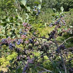 Sweet Season Farm