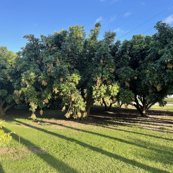 Vuon Trai Cay Miami - Longan - Pick Your Own Farms Near Me - Miami, Florida Vuon Trai Cay Miami - Longan - Pick Your Own Farms Near Me - Miami, Florida