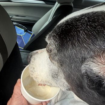 Silloway Maple - Pup Cup - Farms Near Me - Randolph Center, Vermont Silloway Maple - Pup Cup - Farms Near Me - Randolph Center, Vermont