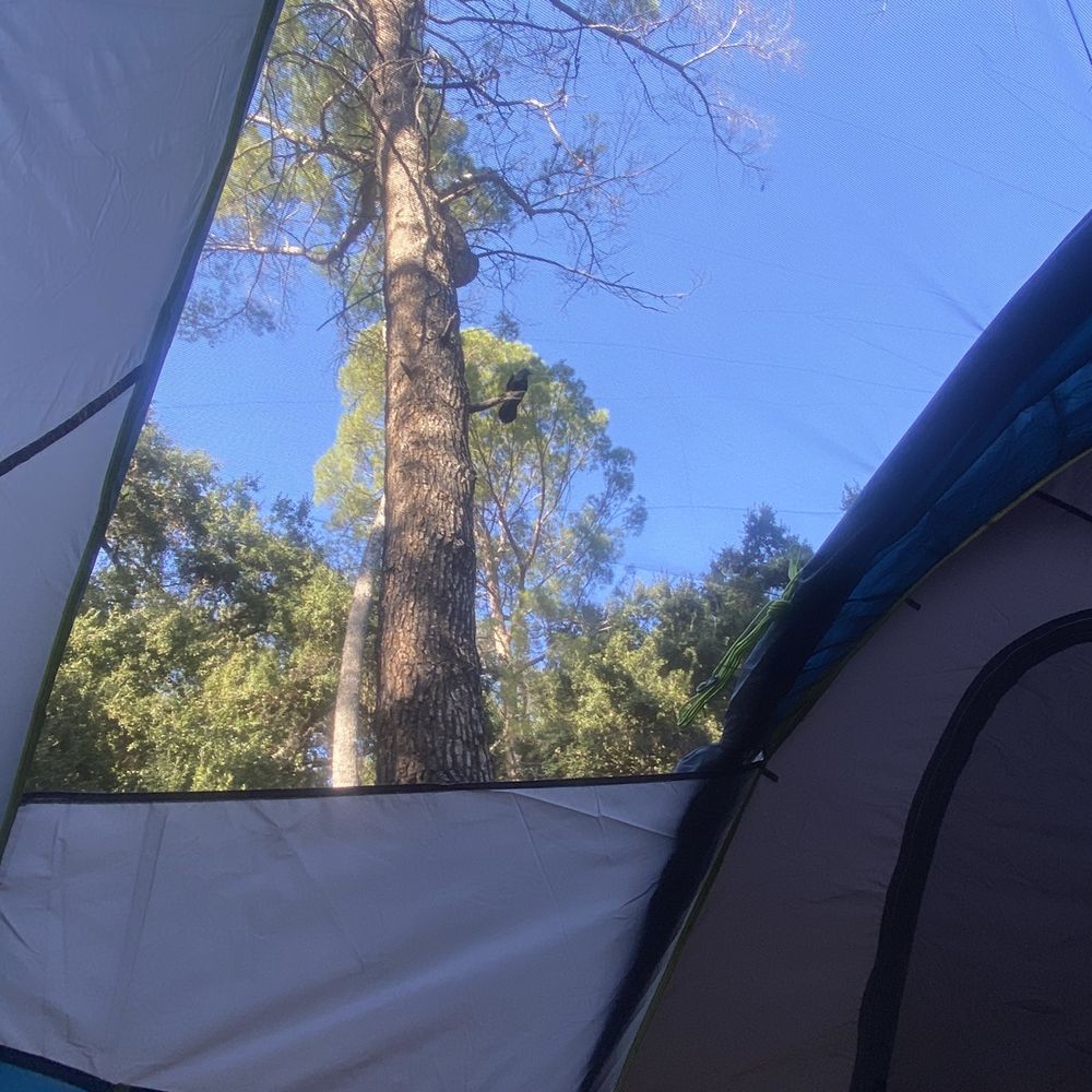 Millard Canyon - Tent in spot 4 - Parks Near Me - Altadena, California Millard Canyon - Tent in spot 4 - Parks Near Me - Altadena, California