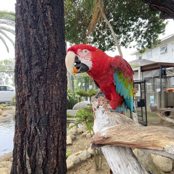 Free Flight - Animal Shelters Near Me - Del Mar, California Free Flight - Animal Shelters Near Me - Del Mar, California