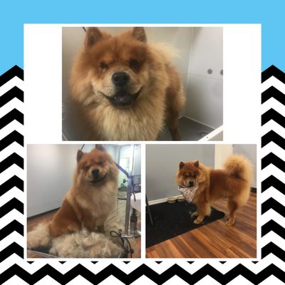 ibark grooming salon