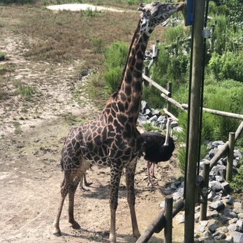 Virginia Zoo - Zoos Near Me - Norfolk, Virginia Virginia Zoo - Zoos Near Me - Norfolk, Virginia