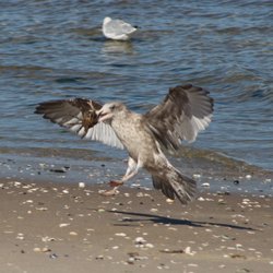 Breezy Point Tip - We hoped the seagull would catch some for us...wasn't to be. Credit for pic to sis.