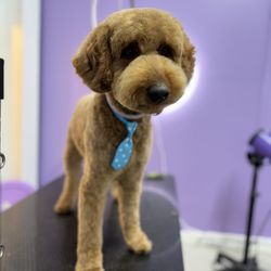 The Pawffice Pet Spa & Daycare - 1/2 inch groom