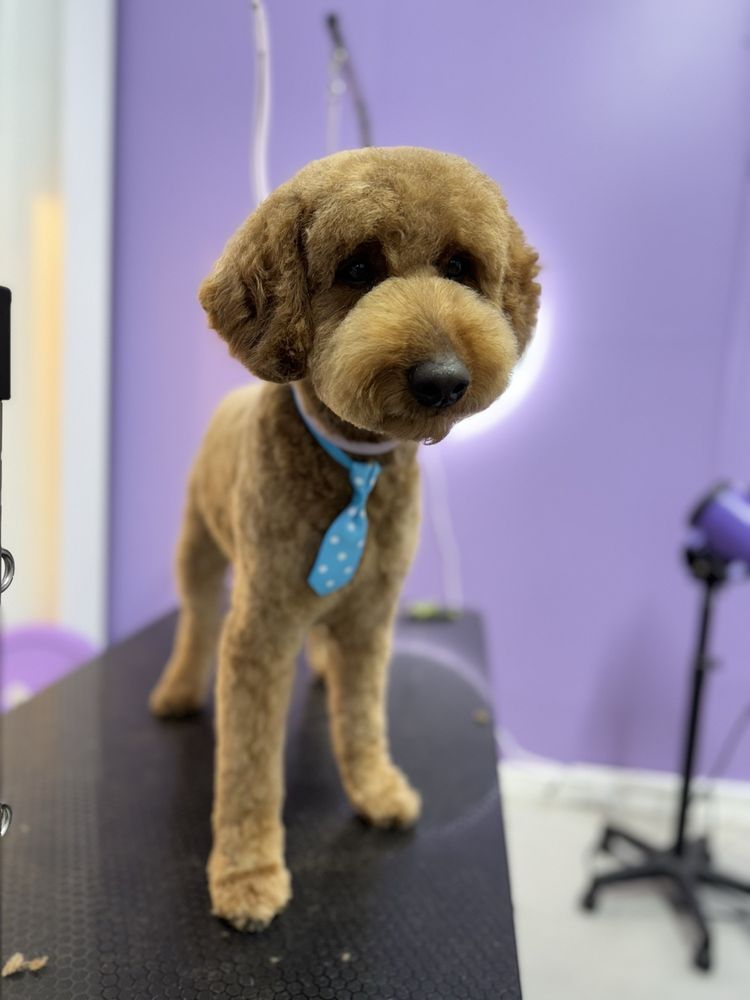 The Pawffice Pet Spa & Daycare - pet boarding facility in San Francisco, CA