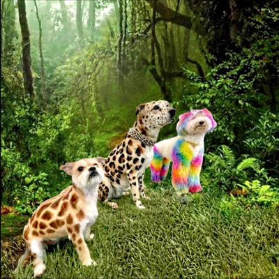 Dogue Spa - The Coolest Dog Grooming Salon by null