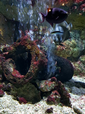 Sea Life Scheveningen by null