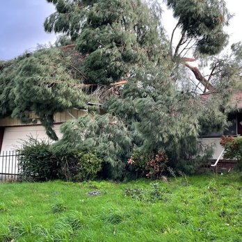 Atlas Tree - East Bay - top of tree from the front of home. - Tree Services Near Me - Pacheco, California Atlas Tree - East Bay - top of tree from the front of home. - Tree Services Near Me - Pacheco, California