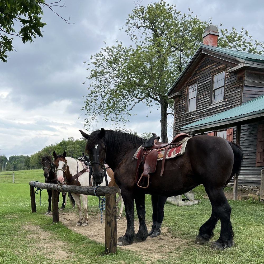 Mountain Rose Farm - Horseback Riding Near Me - Savona, New York Mountain Rose Farm - Horseback Riding Near Me - Savona, New York