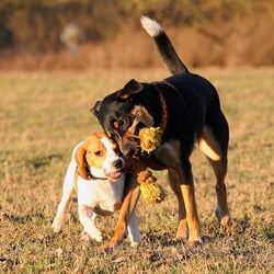 Sanny's Hundeservice
