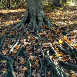 Love the roots from this  tree.