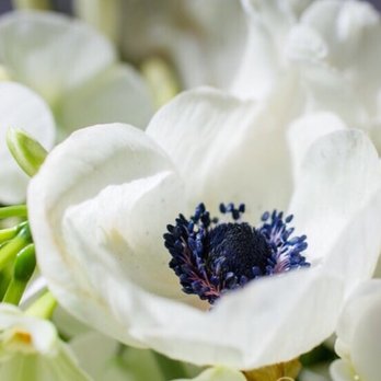 BeetleBug - Florists Near Me - New York, New York