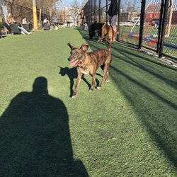 Bundy Dog Park - Love the turf