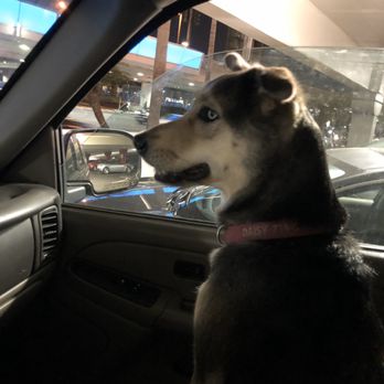 Merced Dog Park - Waiting to go to dog park! - Dog Parks Near Me - Merced, California