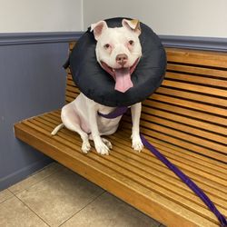 Easton Animal Hospital - Molly