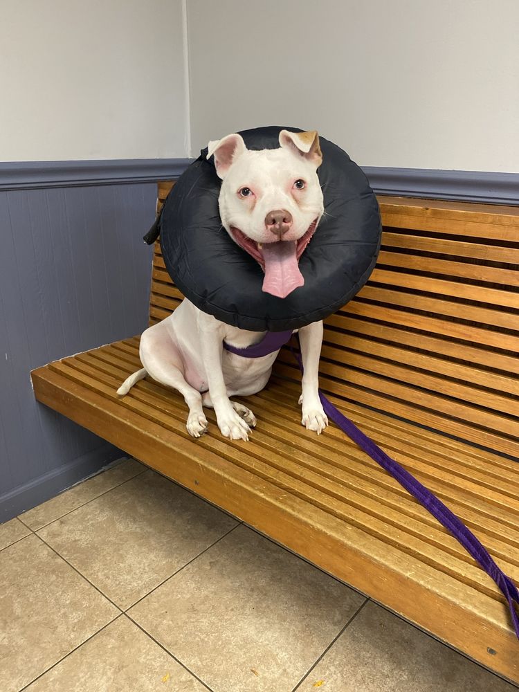 Easton Animal Hospital Image