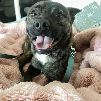 Irvine Animal Care Center - My new baby boy! :') - Animal Shelters Near Me - Irvine, California Irvine Animal Care Center - My new baby boy! :') - Animal Shelters Near Me - Irvine, California