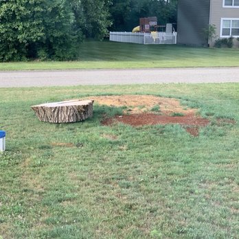 B&F Tree's - Stumps still sitting in my yard - Tree Services Near Me