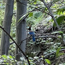 Dawn Mine Hike
