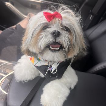 PetSmart - Pet Stores Near Me - Southlake, Texas PetSmart - Pet Stores Near Me - Southlake, Texas
