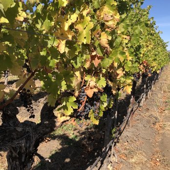 Cakebread Cellars - Vineyard - Wineries Near Me - Rutherford, California
