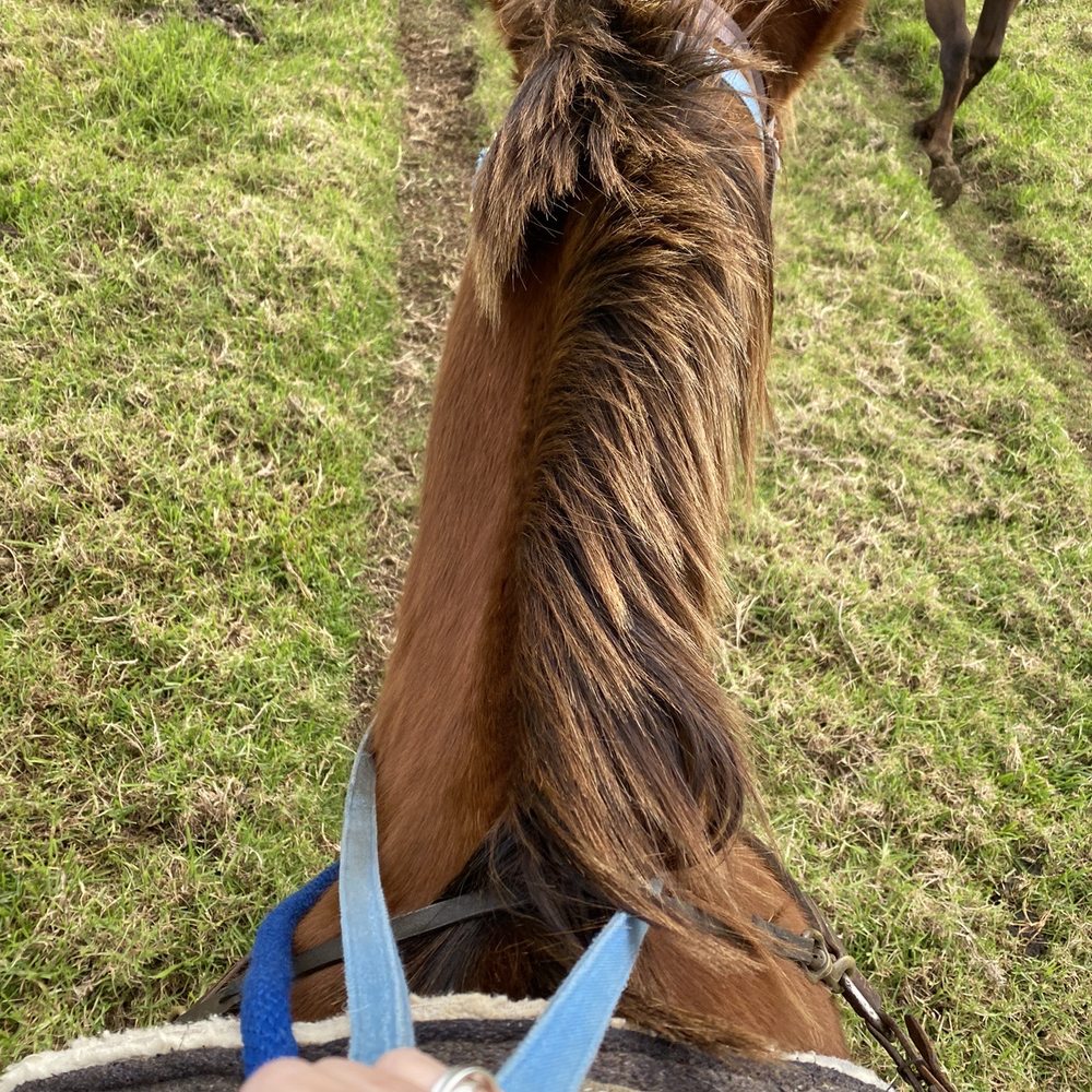 Na'alapa Stables - Horseback Riding Near Me - Kamuela, Hawaii Na'alapa Stables - Horseback Riding Near Me - Kamuela, Hawaii