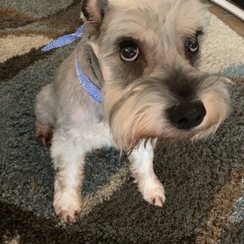 Runway Pet Grooming - After! Amazing job, Runway! - Pet Groomers Near Me - Orlando, Florida