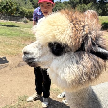 Canzelle Alpacas - I dig the hair! - Farms Near Me - Carpinteria, California Canzelle Alpacas - I dig the hair! - Farms Near Me - Carpinteria, California