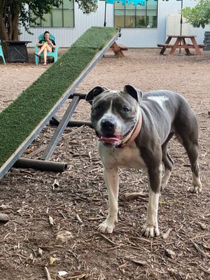 Neighbors Dog Park & Cafe by null