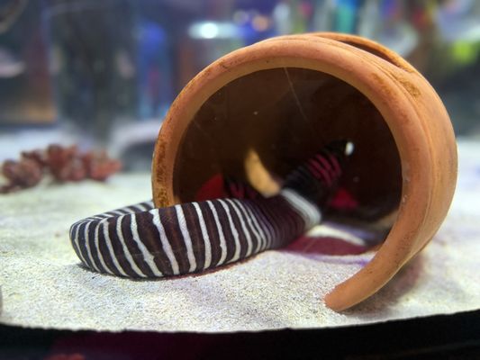 SEA LIFE Orlando Aquarium by null