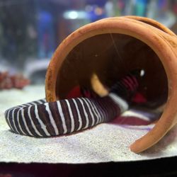 Sea Life - Sea snake