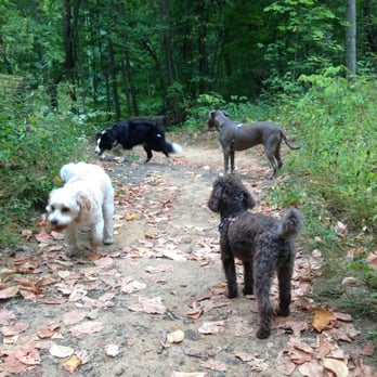 Rachel's Pet Care - Gatsby and friends on an off leash excursion! - Dog Walkers Near Me Rachel's Pet Care - Gatsby and friends on an off leash excursion! - Dog Walkers Near Me