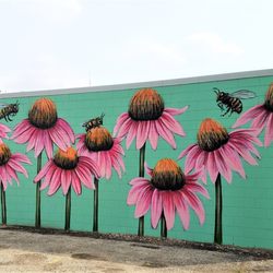 Cone Flower mural - Cone Flowers by Jules MuckRock Muck 2019