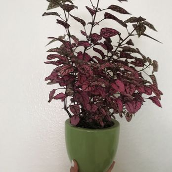 M & M Nursery - Nurseries & Gardening Near Me - Orange, California