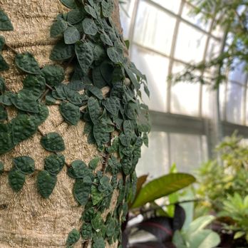 Krohn Conservatory - Botanical Gardens Near Me - Cincinnati, Ohio Krohn Conservatory - Botanical Gardens Near Me - Cincinnati, Ohio
