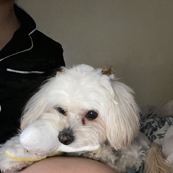 Barks and Bubbles Pet Grooming - Mishka loving her Christmas present from Barks and Bubbles - Pet Groomers Near Me - La Puente, California