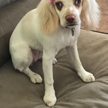 Agape Dog Grooming - Princess first hair cut since she was born - Pet Groomers Near Me - Moreno Valley, California Agape Dog Grooming - Princess first hair cut since she was born - Pet Groomers Near Me - Moreno Valley, California