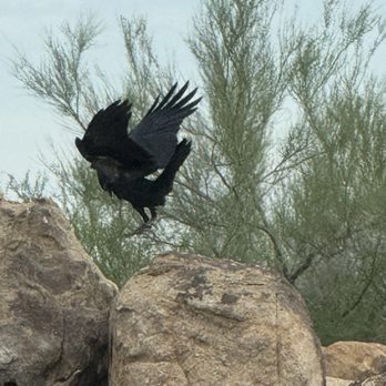 Cafe Bliss - Crow - Salad Near Me - Fountain Hills, Arizona