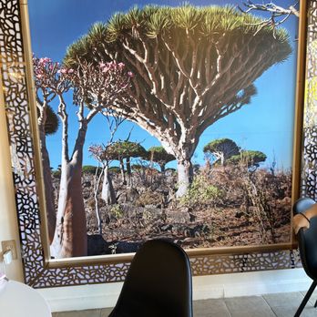 Socotra Coffee House - Picture of a tree on Socotra. A beautiful little known part of Yemen. - Coffee & Tea Near Me - Ann Arbor, Michigan