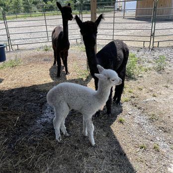 Stagecoach Trails Alpacas - Farms Near Me - Middletown, New York