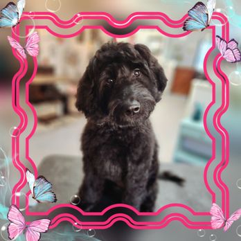 Barks N Bows - Pet Groomers Near Me - Roswell, New Mexico