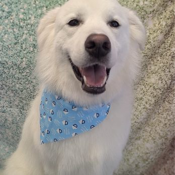 Bows and Bones Dog Grooming - Pet Groomers Near Me - Tulsa, Oklahoma Bows and Bones Dog Grooming - Pet Groomers Near Me - Tulsa, Oklahoma