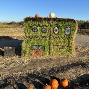 Big Orange Pumpkin Farm - Pumpkin Patches Near Me - Gunter, Texas Big Orange Pumpkin Farm - Pumpkin Patches Near Me - Gunter, Texas