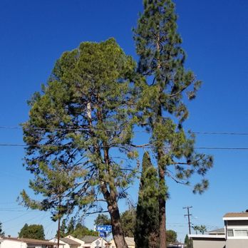 All Access Tree Care - Tree Services Near Me - El Cajon, California All Access Tree Care - Tree Services Near Me - El Cajon, California
