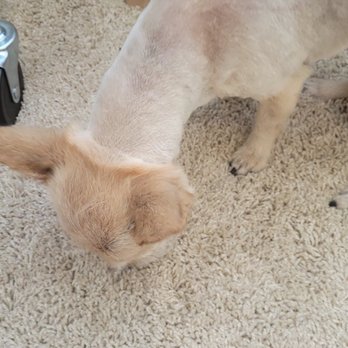 PetSmart Dog Training - Bowl cut?? - Pet Training Near Me - Rocklin, California PetSmart Dog Training - Bowl cut?? - Pet Training Near Me - Rocklin, California